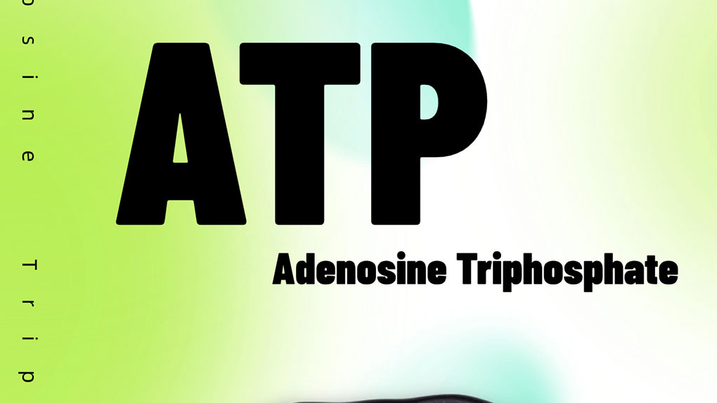 What is Adenosine triphosphate ATP?