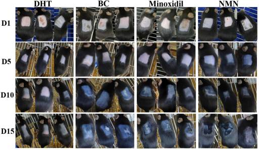 NMN induces anagen phase in alopecia C57BL/6 mice. Photographs of the back skin were taken at 1, 5, 10 and 15 days after hair removal.