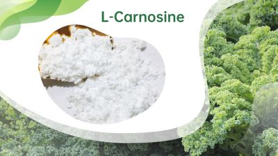 Skin Anti-Aging Bulk Powder 305-84-0 Cosmetic Grade L-Carnosine Wholesale