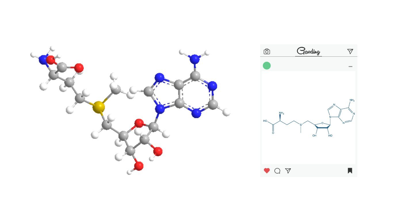 Good Quality Competitive Price S-Adenosyl-5-L-Methionine Tosylate Factory Direct Sale suppliers & manufacturers in China