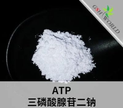 Manufacture Supply Adenosine Triphosphate Disodium ATP CAS 987-65-5 in Stock