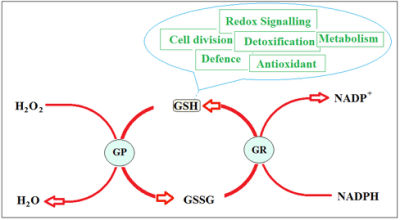 Glutathione Gsh Skin Care Food Grade CAS 70-18-8 OEM/ODM