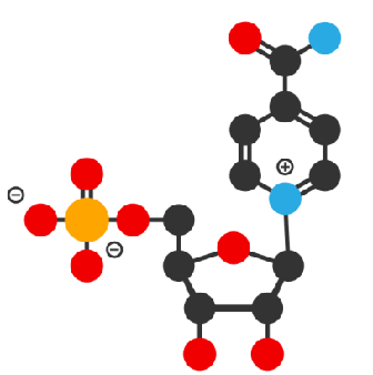 GSH WORLD | How much do you know about the Nicotinamide mononucleotide