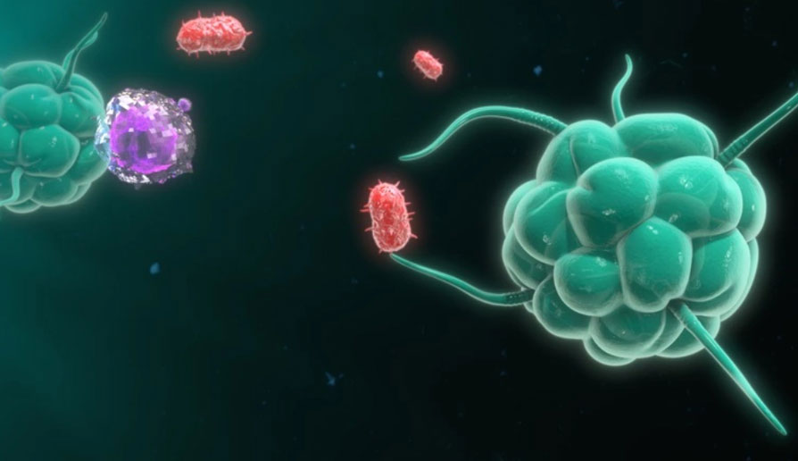 Immune Cells Expressing CD38 Drive NAD+ Decline with Age