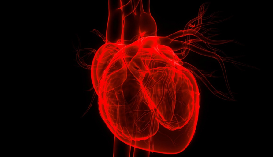 NMN Improves Mouse Heart Dysfunction Caused by Scarring