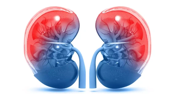 NMN Generating Enzyme Drives Fasting-Related Fat Burning