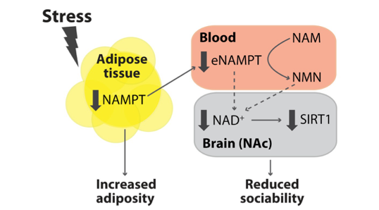 Swiss Researchers Show NMN Could Help Teenagers Cope with Stress