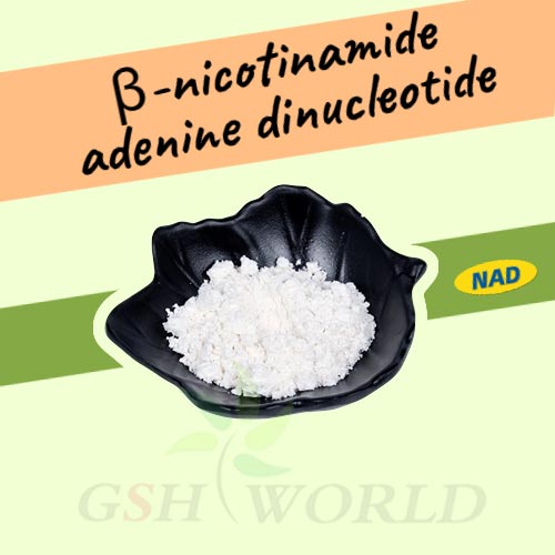 The role of nicotinamide adenine dinucleotide