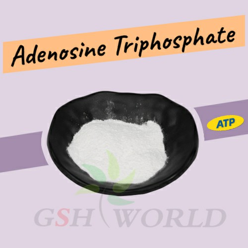 What is the relationship between ATP and creatine phosphate?