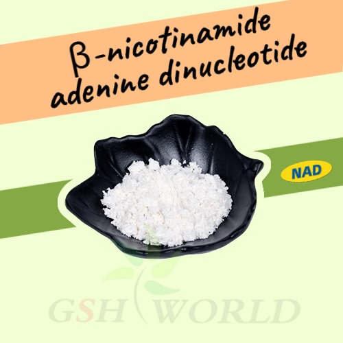 β-nicotinamide adenine dinucleotide NAD+ suppliers & manufacturers in China