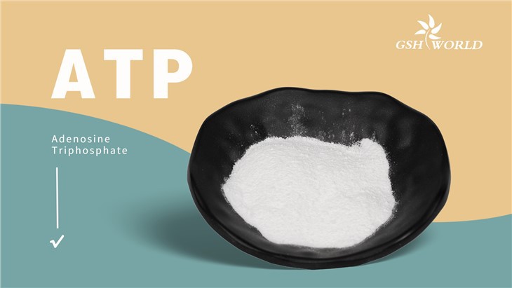 Adenosine disodium triphosphate(ATP) suppliers & manufacturers in China