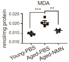 NMN Reduces Oxidative Stress.