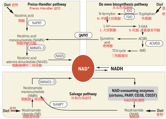 How much do you know about the Nicotinamide mononucleotide