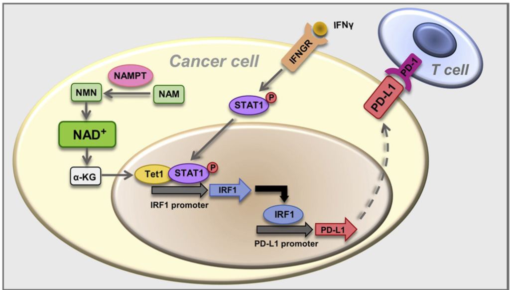 NAD+ metabolism controls the evasion of tumor cells from the immune response