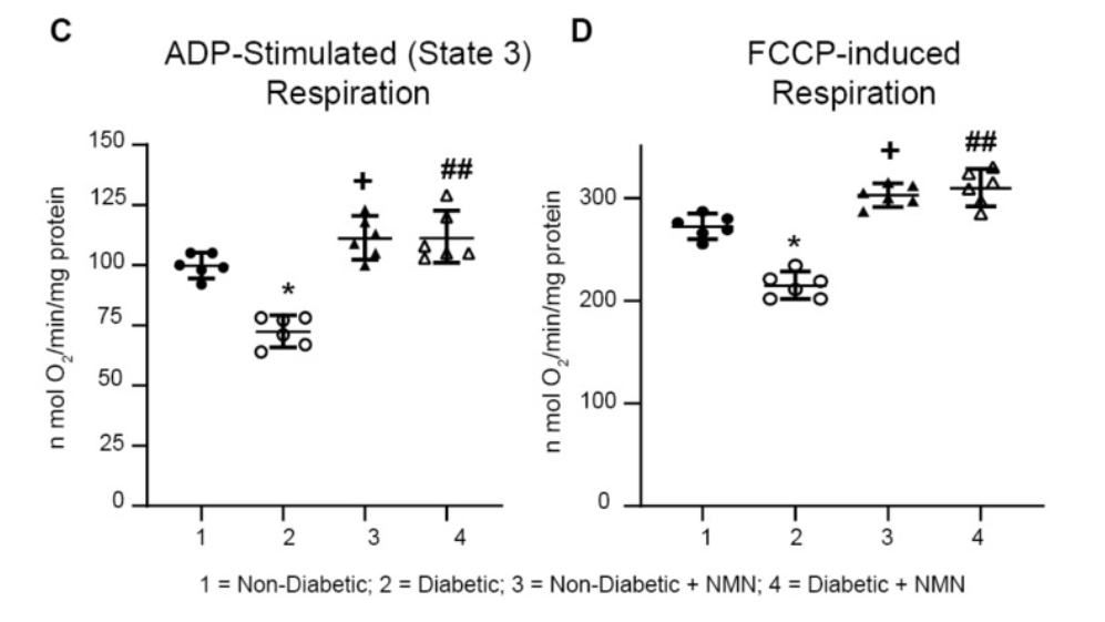 Impaired mitochondrial respiration in Diabetic rats was prevented by NMN treatment.