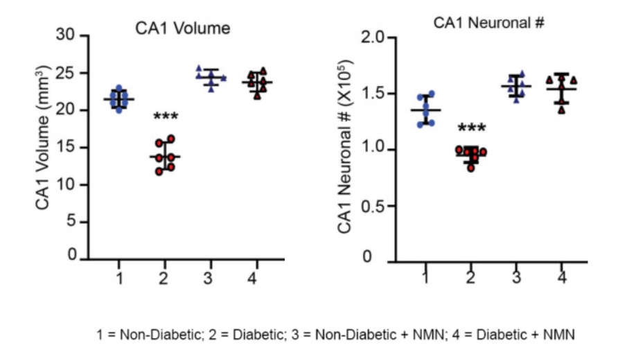 Diabetes-induced loss of hippocampal volume and neuronal counts in CA1 is prevented by NMN-treatment.