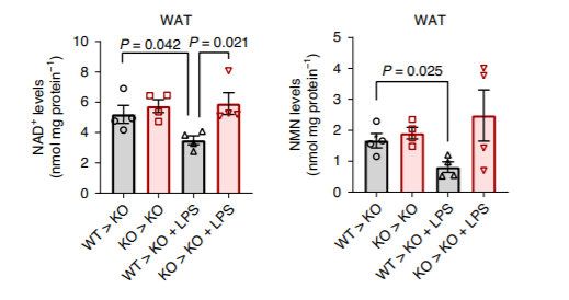 The transfer of bone marrow from normal (WT) mice to those without CD38 (KO) leads to significant reductions in NAD+ and NMN levels, and inflammation exacerbates these reductions.