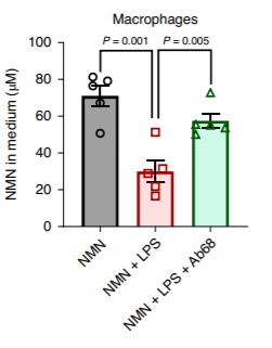 Macrophages that have CD38 on their outer surfaces consume NMN with inflammation, and the CD38 inhibitor Ab68 reduces this NMN consumption.