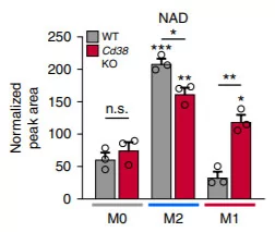 Without CD38, immune cells in their activated state called M1 macrophages have significantly higher NAD+ levels