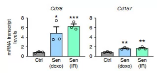 Cellular aging with diminished cell proliferation results in higher expression of CD38 but not other NAD+ consuming proteins