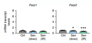 Cellular aging with diminished cell proliferation results in higher expression of CD38 but not other NAD+ consuming proteins