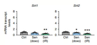 Cellular aging with diminished cell proliferation results in higher expression of CD38 but not other NAD+ consuming proteins