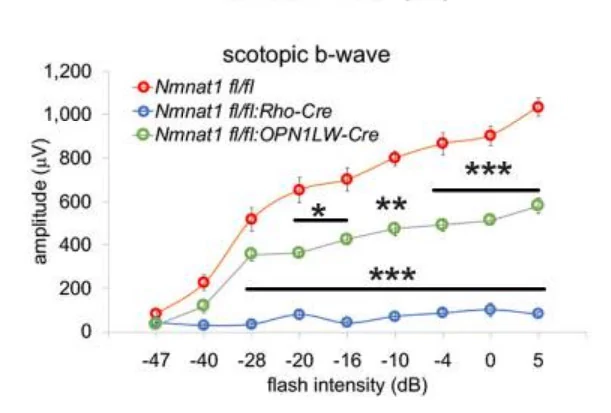 NMNAT1 is essential for the survival and function of rods and cones
