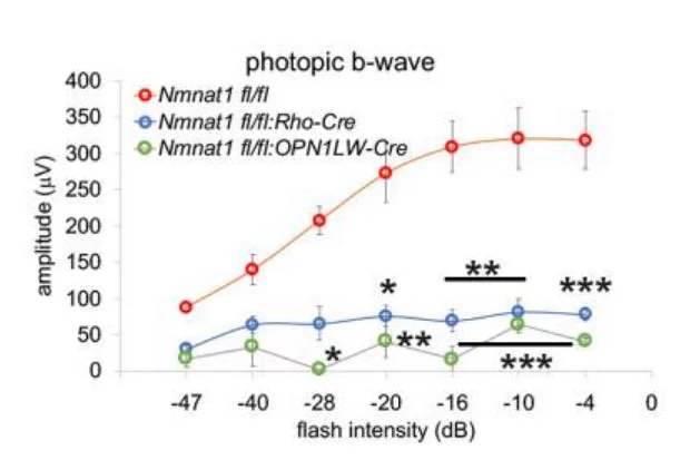 NMNAT1 is essential for the survival and function of rods and cones