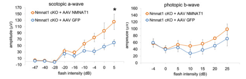 AAV that replenishes NMNAT1 levels improves rod photoreceptor function in NMNAT1-deficient retinas