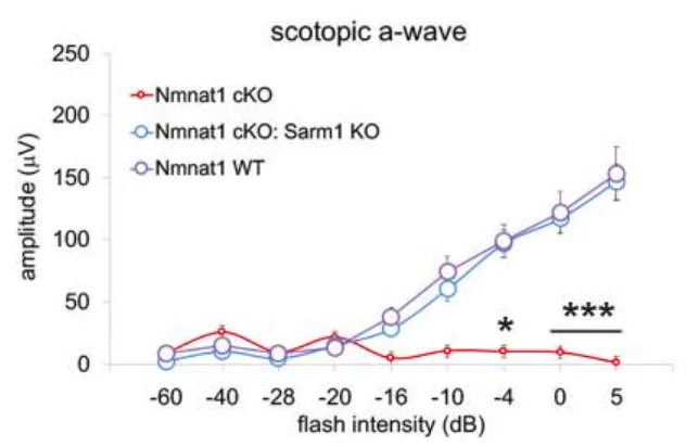 Depletion of SARM1 rescues the function of rods and cones in the NMNAT1-deficient retina.