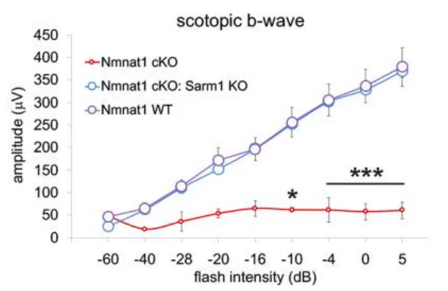 Depletion of SARM1 rescues the function of rods and cones in the NMNAT1-deficient retina.