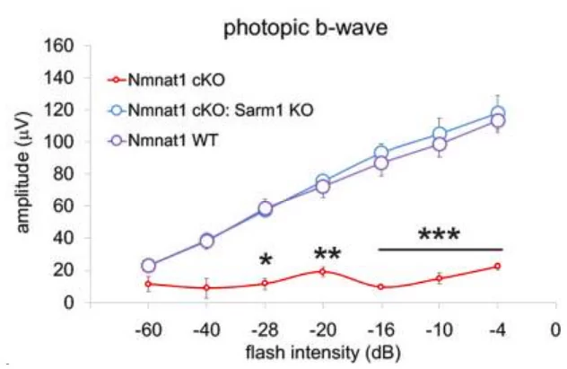 Depletion of SARM1 rescues the function of rods and cones in the NMNAT1-deficient retina.