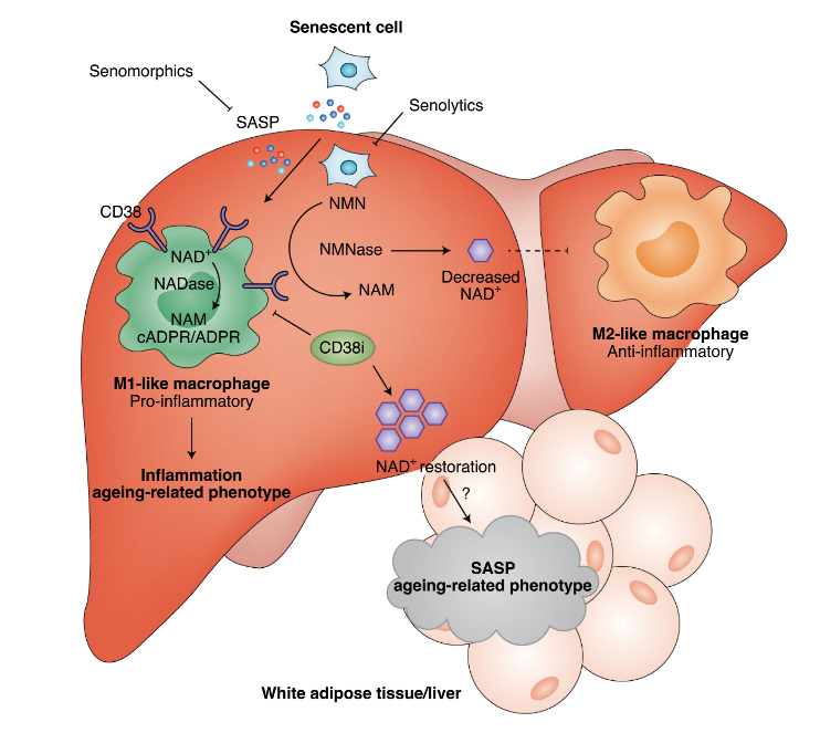 Inflammation associated with aging induces CD38 enzyme activity in M1 macrophages that consume NAD+