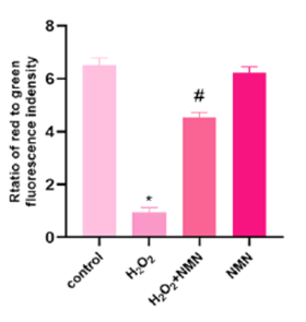 NMN protects against oxidative stress-induced mitochondrial damage.