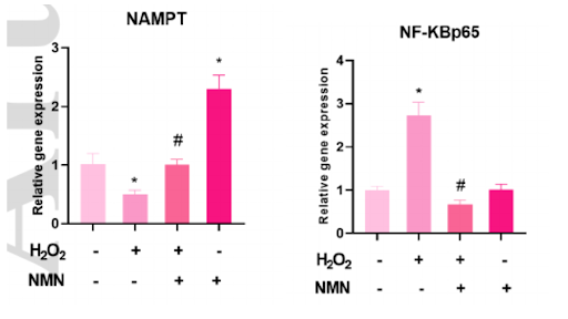 NMN treatments of mouse brain endothelial cells led to the reversal of oxidative stress-induced effects on NAMPT and NF-KB