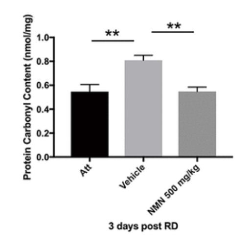 NMN administration reduces oxidative stress and protects photoreceptor cells following retinal detachment