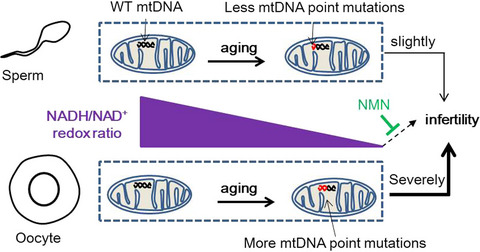 The role of mitochondrial point mutations in follicles and sperm on fertility during aging.