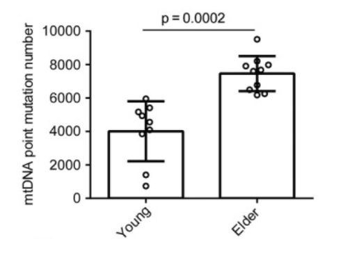 Elder female patients older than 37 have more mitochondrial DNA point mutations in oocytes than young female patients under 31.