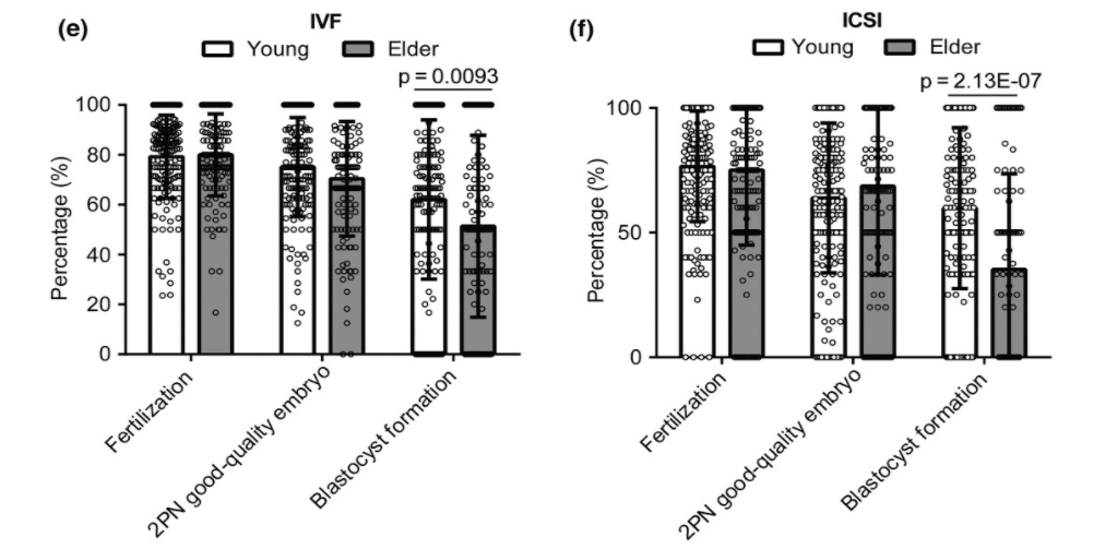 Elder female patients of age 38 years have a lower blastocyst formation rate than young female patients of age 30 years.