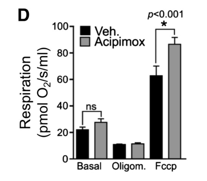 Human muscle cells treated with acipimox show enhanced mitochondrial function.