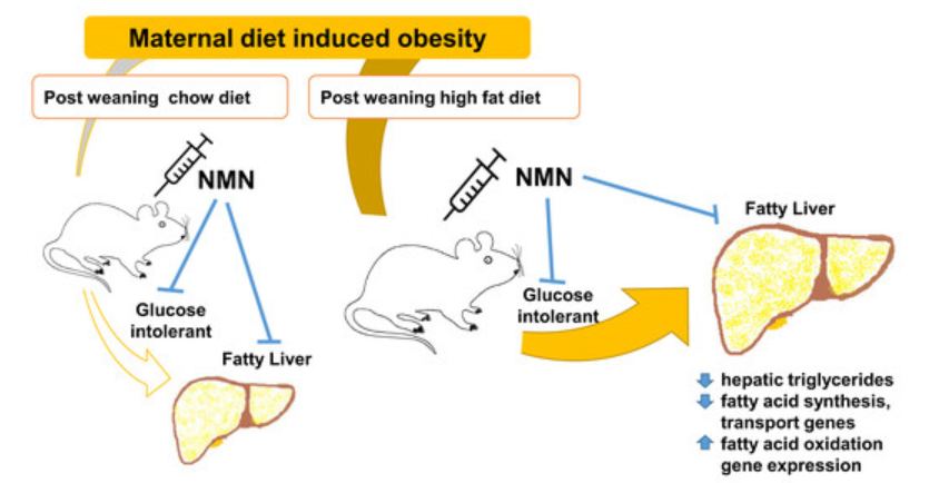 Administration of NMN reduces metabolic impairment in male mouse offspring from obese mothers