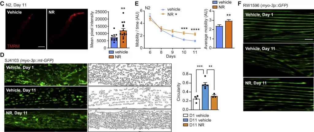 Boosting NAD+ levels late in life reduces amyloid-like deposits and improves mitochondrial function and fitness in aged roundworms.