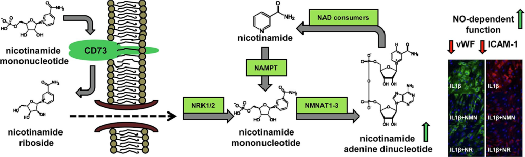 Both NMN and NR modulate intracellular NAD+ content.