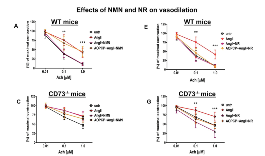 NMN rever endothelial dysfunction via CD73, whereas NR-induced effects were CD73-independent