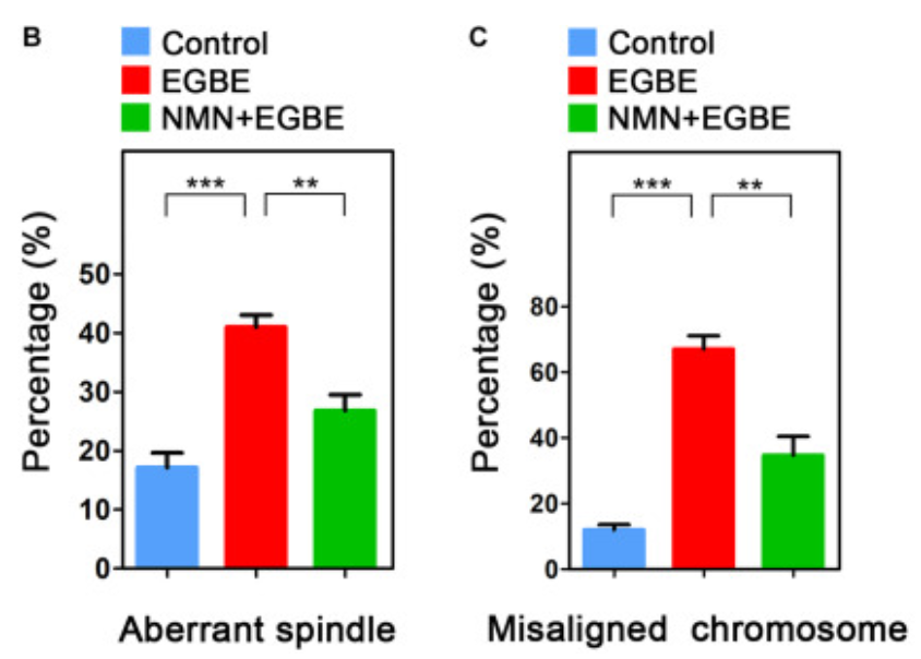 NMN restores the cytoskeletal dynamics and chromosome alignment in EGBE-exposed pig oocytes.