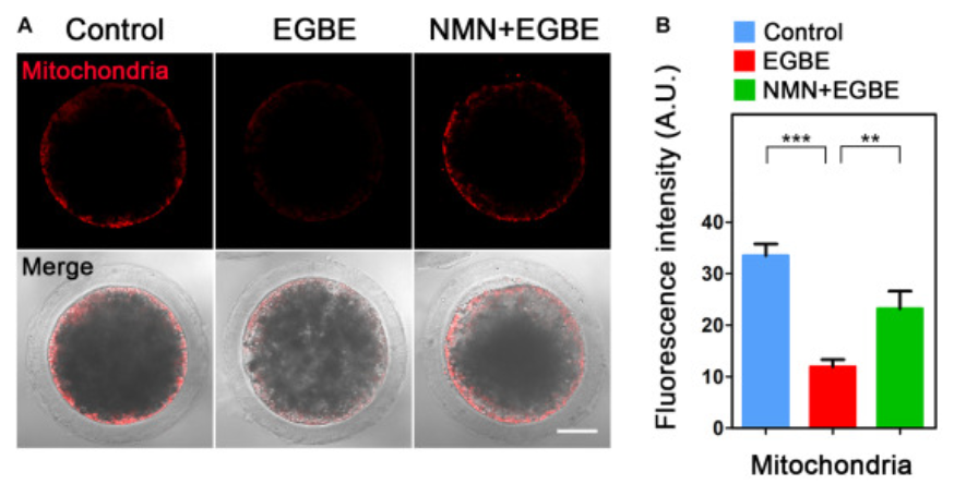 NMN improves the mitochondrial distribution in EGBE-exposed pig oocytes.