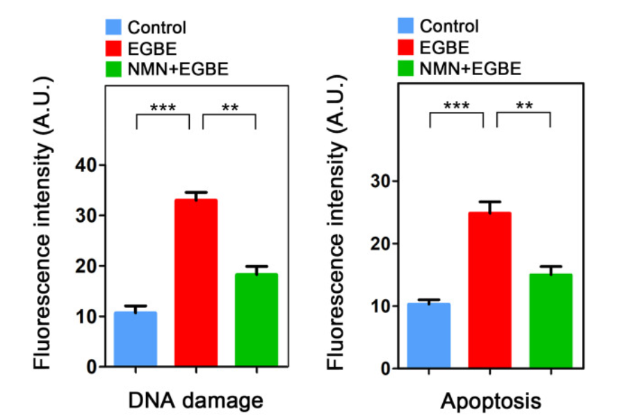 NMN ameliorates DNA damage and apoptosis in EGBE-exposed oocytes.