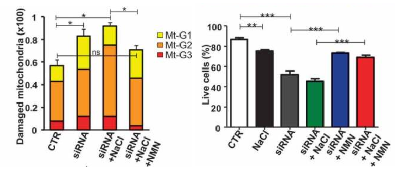 NMN improved mitochondrial function and cell viability in cultured cells.