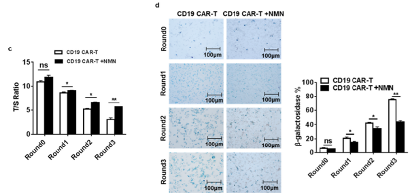 NMN treatment significantly slows the attrition of chromosome ends (telomeres) in CAR-T cells and slows their aging