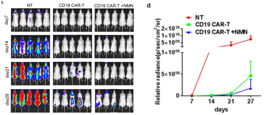 NMN-treated CAR-T cells suppress mouse tumors.